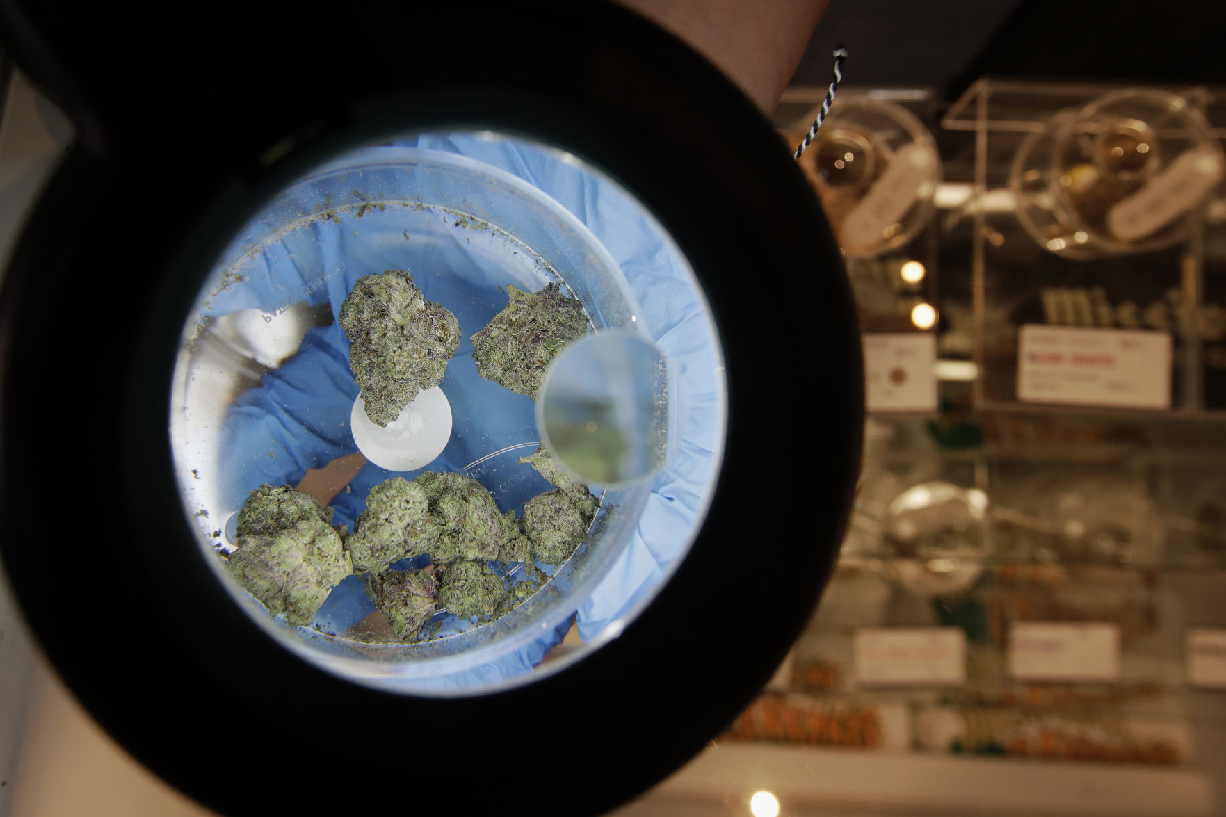 California marijuana